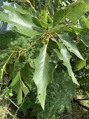 Quercus albocincta