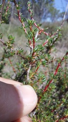 Cliffortia