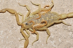 Centruroides sculpturatus