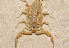 Centruroides sculpturatus