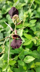 Macroptilium atropurpureum