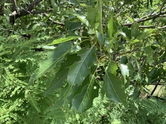 Quercus albocincta