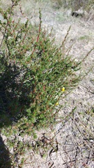 Cliffortia