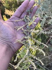 Atriplex lentiformis