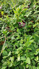 Macroptilium atropurpureum