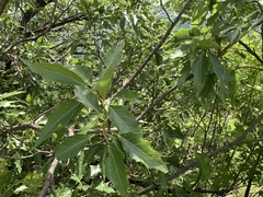 Quercus albocincta