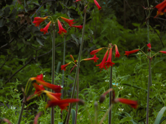 Phycella cyrtanthoides