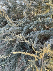 Atriplex lentiformis