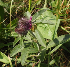 Trifolium alpestre