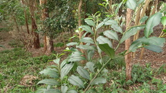 Diospyros australis