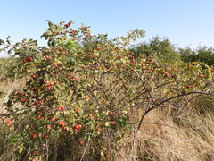 Rosa corymbifera