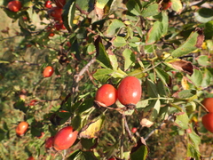 Rosa corymbifera