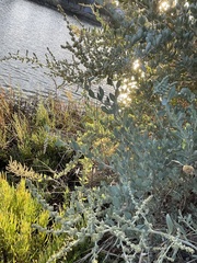 Atriplex lentiformis