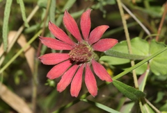 Zinnia peruviana