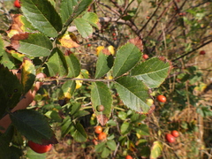 Rosa corymbifera