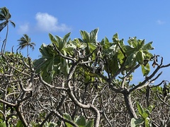 Heliotropium arboreum