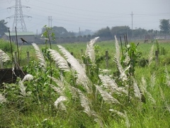 Saccharum spontaneum