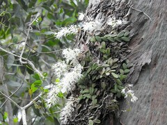 Dendrobium linguiforme