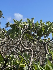 Heliotropium arboreum