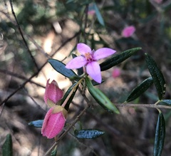 Boronia ledifolia