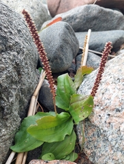 Plantago