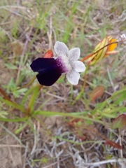Nemesia barbata