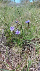 Aristea africana