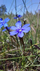 Aristea africana