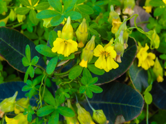 Tropaeolum brachyceras
