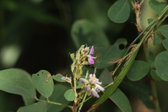 Grona heterocarpos