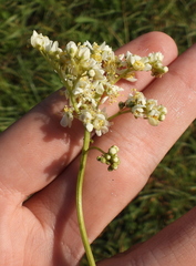 Filipendula vulgaris