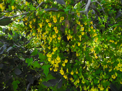 Tropaeolum brachyceras