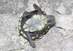 Kinosternon sonoriense