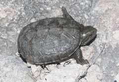 Kinosternon sonoriense