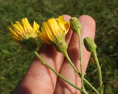 Hieracium robustum