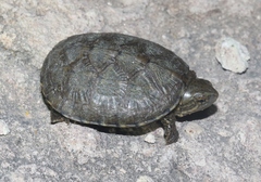 Kinosternon sonoriense