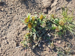 Bidens radiata