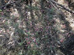 Boronia ledifolia