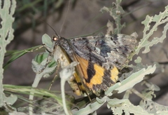 Catocala desdemona