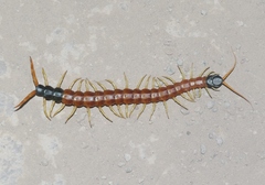 Scolopendra heros