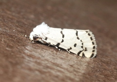 Grotella binda