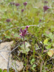 Parentucellia latifolia