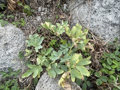 Peucedanum japonicum