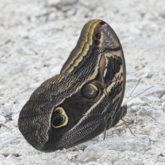 Eryphanis aesacus
