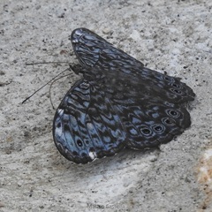 Hamadryas atlantis atlantis