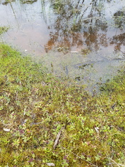 Parentucellia latifolia