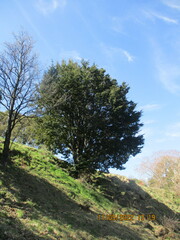 Nothofagus cliffortioides