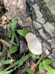 Loweomyces fractipes