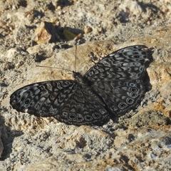 Hamadryas atlantis atlantis