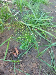 Androsace filiformis